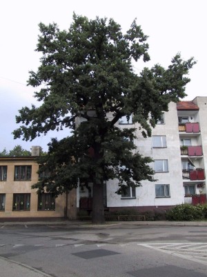 D�b szypu�kowy